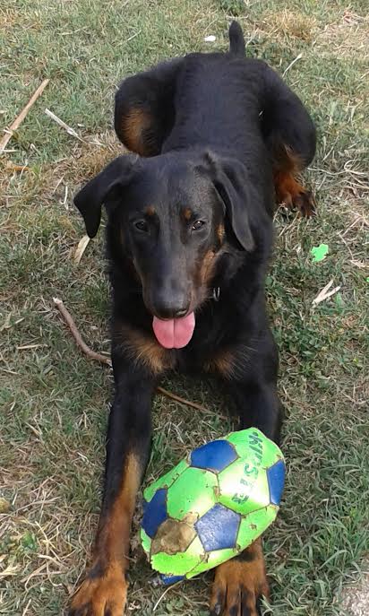 domainedelalicorne.fr photo chien beauceron photo chiot beauceron Elevage de beauceron chiot beauceron pure race élevage du clos de la licorne elevage des gardiens de la licorne elevage beauceron noir et feu authentique gros gabarits élevage de Beauceron familial sérieux et qualité domainedelalicorne.fr suivi des chiots conseil d’éducation chiot propre bas rouge santé caractère spécialiste du beauceron noir et feu ou arlequin chien rustique berger de France  nos chiots sont élevés avec amour et attention notre passion au service de la qualité Beauceron de qualité et sportif domaine de la licorne 04380 BARRAS élevage en liberté éleveur berger de beauce élevage de beauceron de travail 06 11 20 51 93 site domainedelalicorne.fr mail domainedelalicorne@gmail.com